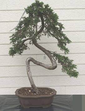 bonsai31.JPG
