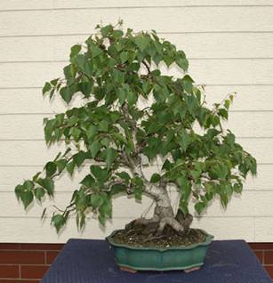 bonsai34.jpg