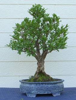 bonsai36.jpg