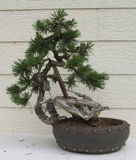 bonsai37.jpg