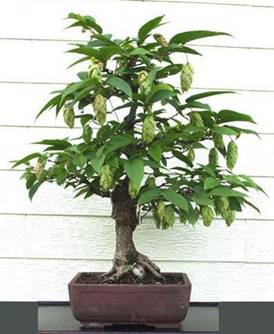 bonsai38.jpg