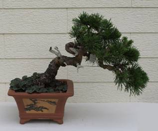 bonsai39.jpg