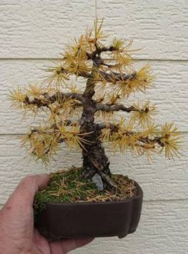bonsai45.jpg
