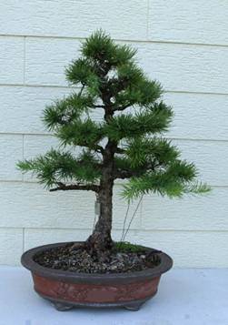bonsai46.JPG