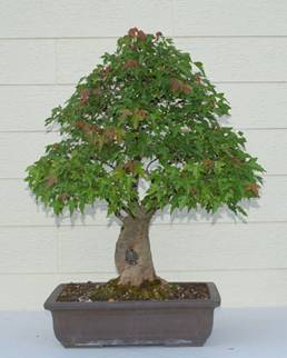 bonsai47.jpg