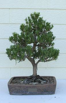 bonsai49.JPG