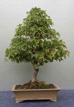 bonsai50.jpg