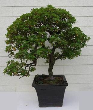 bonsai51.JPG