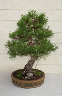 bonsai52.jpg