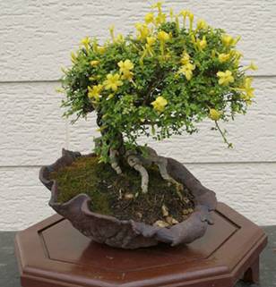 bonsai53.jpg
