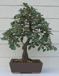 bonsai54.jpg