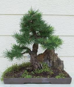 bonsai55.jpg