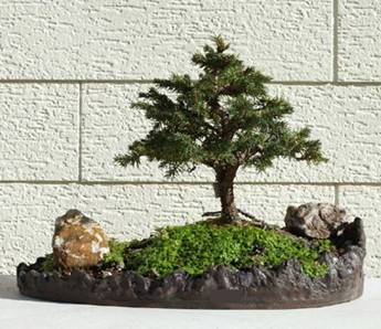 bonsai56.jpg