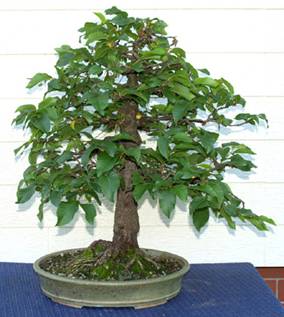 bonsai57.jpg