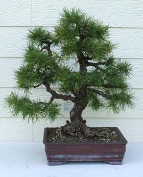 bonsai61.JPG