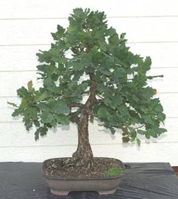 bonsai66.jpg