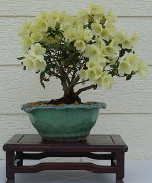 bonsai67.jpg