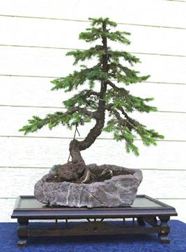 bonsai68.jpg