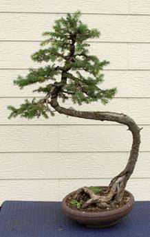 bonsai71.jpg