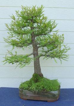 bonsai73.jpg
