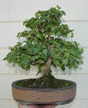 bonsai74.jpg