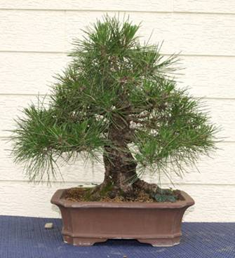 bonsai75.jpg