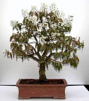 bonsai17.jpg